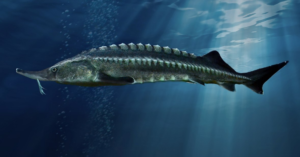 Mengenal Sturgeon, Ikan Penghasil Kaviar